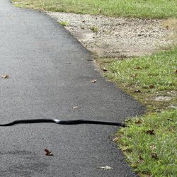 Smithgall Woods - Snake