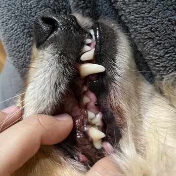Smiling Canines - Jake, 9 years old - Pet Services Near Me - Ventura , California Smiling Canines - Jake, 9 years old - Pet Services Near Me - Ventura , California
