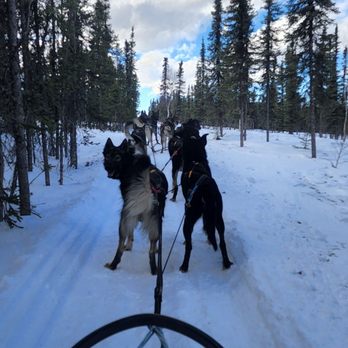 Black Spruce Dog Sledding - They were looking back at us like "why the hell did we have to stop" when my boyfriend fell off the sled - Sledding Near Me - Fairbanks, Alaska