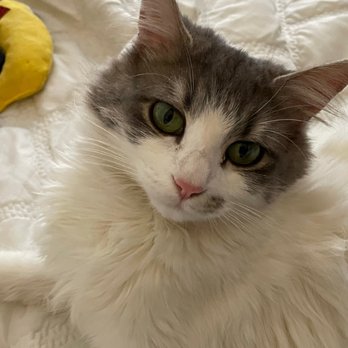 Second Hand Siamese 2 Rescue - Sweet Sophie - Pet Adoption Near Me
