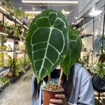 Leafy Soulmates - Anthurium forgetti silver - Nurseries & Gardening Near Me - Santa Ana, California