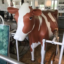 King Barn Dairy Mooseum - Just one of the life size cows the Mooseum has on display.