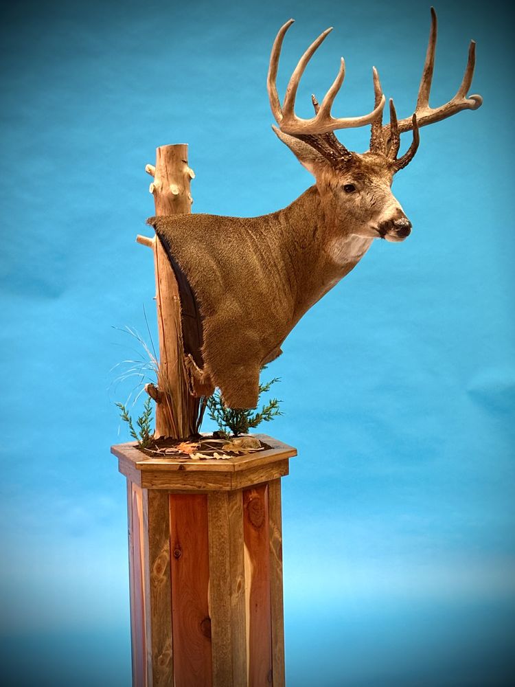 Last November Taxidermy - taxidermy in Morton, IL