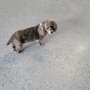 Photo of Nirvana Pet Spa