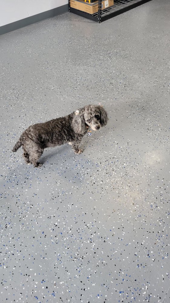 NIRVANA PET SPA Updated September 2024 10 Reviews 1414 Campbell