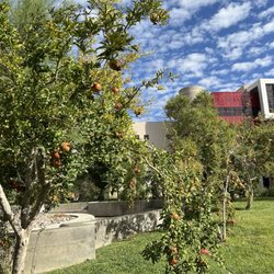 University Of Nevada - Pomegranate trees :)