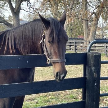 Kentucky Horse Park - Parks Near Me - Lexington, Kentucky Kentucky Horse Park - Parks Near Me - Lexington, Kentucky