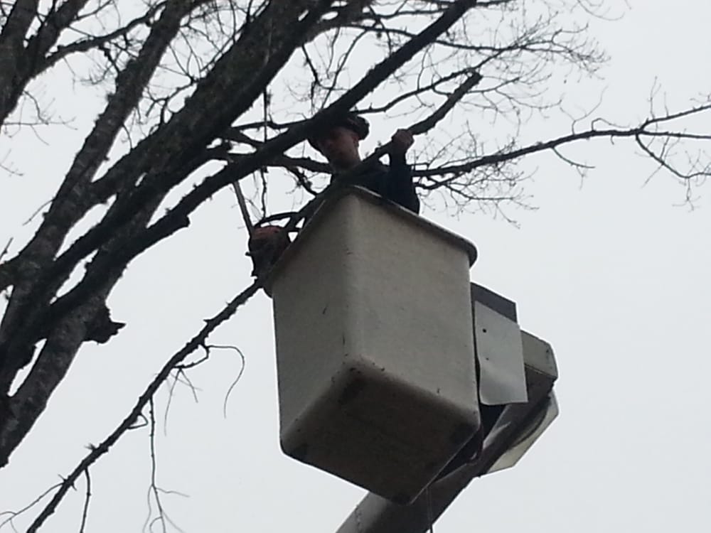 Hoskins Tree Service - tree service in Kenduskeag, ME