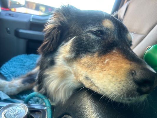 Micky's Hot Dogs by null