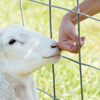 Dogwood Farms - person petting a lamb through a fence - Farmers Market Near Me - Basking Ridge, New Jersey Dogwood Farms - person petting a lamb through a fence - Farmers Market Near Me - Basking Ridge, New Jersey