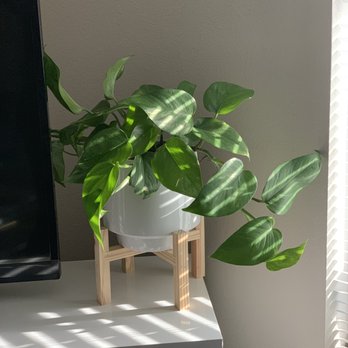 Succulent Native - $10 and thriving months later - Nurseries & Gardening Near Me - Austin, Texas