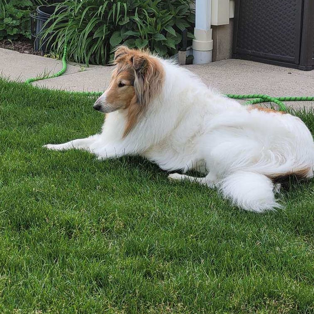 Furalicious Pet Spa - Hannah - Pet Groomers Near Me - Tom's River, New Jersey