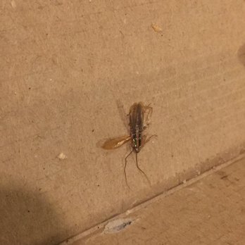 Saba's Pizza - Insect in box - Pizza Near Me - New York, New York Saba's Pizza - Insect in box - Pizza Near Me - New York, New York