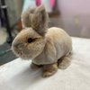 Hawaii Pet Groomer gift card