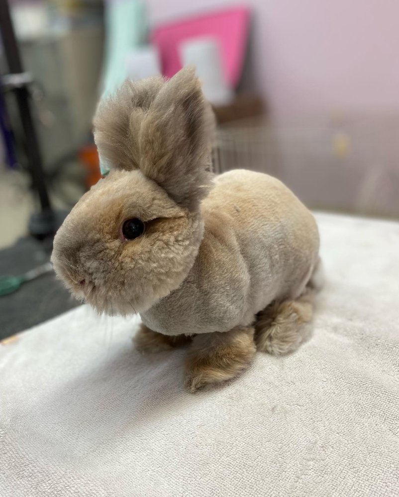 HAWAII PET GROOMER - Updated November 2024 - 12 Photos - 2909 Lowrey