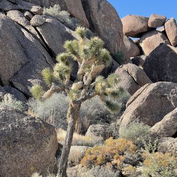 American Adventure Tours - Joshua tree - ATV Rentals/Tours Near Me - Las Vegas, Nevada