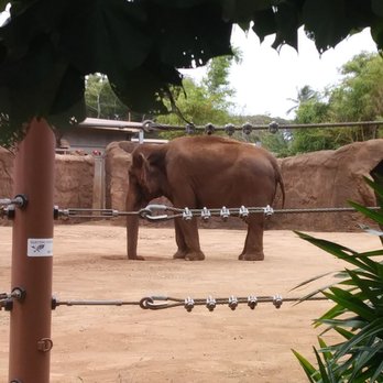 Honolulu Zoo - Such a gentle giant - Zoos Near Me - Honolulu, Hawaii Honolulu Zoo - Such a gentle giant - Zoos Near Me - Honolulu, Hawaii