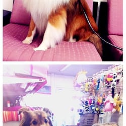 Dotel Pet Care