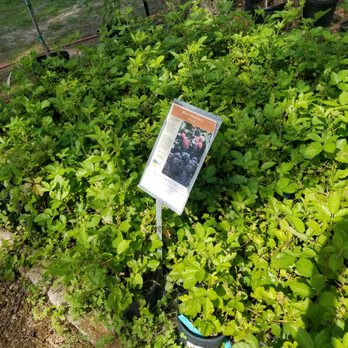 Fanick's Garden Center - Nurseries & Gardening Near Me - San Antonio, Texas
