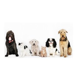 Home Vet - Home Vet