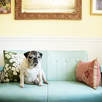 Sarah Beth Photography - Pet Photography Near Me - St. Paul, Minnesota Sarah Beth Photography - Pet Photography Near Me - St. Paul, Minnesota