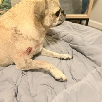 VEG ER for Pets - Emergency Pet Hospital Near Me - Federal Way, Washington VEG ER for Pets - Emergency Pet Hospital Near Me - Federal Way, Washington