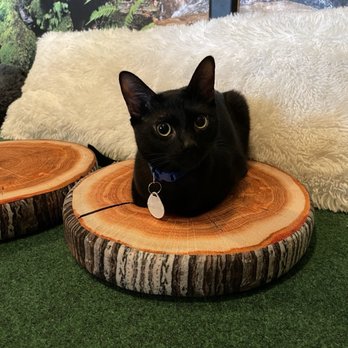 Cats & Crystals - Pet Adoption Near Me - Oceanside, California