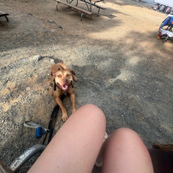 By the Leash K9 - Benito being a good boy surrounded by dogs, humans, bikes, etc - Pet Training Near Me By the Leash K9 - Benito being a good boy surrounded by dogs, humans, bikes, etc - Pet Training Near Me