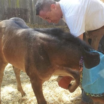 Herdrich Farrier - Patiently introducing her to trimming - Farriers Near Me Herdrich Farrier - Patiently introducing her to trimming - Farriers Near Me