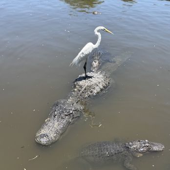 Gatorland - Zoos Near Me - Orlando, Florida Gatorland - Zoos Near Me - Orlando, Florida