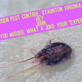 Dodson Pest Control - Bird Mite. Magnified. Parasitic blood meal taking pests. Staunton Virginia - Pest Control Near Me - Staunton, Virginia