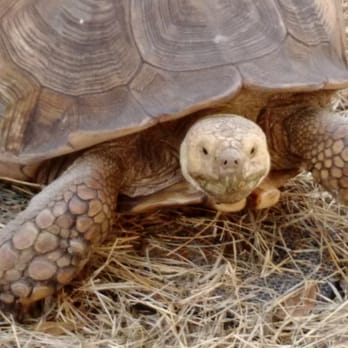Two Tails Ranch - This is Bert. He belonged to the owners grandfather &is a reminder to research your choices in pets. - Zoos Near Me - Williston, Florida
