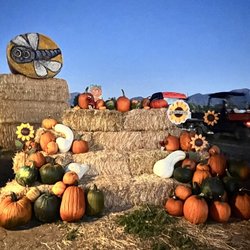 Cornbelly’s Spanish Fork - Pick a pumpkin