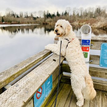 Lake Hills Greenbelt - Little dood! Big lake :) - Parks Near Me - Bellevue, Washington Lake Hills Greenbelt - Little dood! Big lake :) - Parks Near Me - Bellevue, Washington