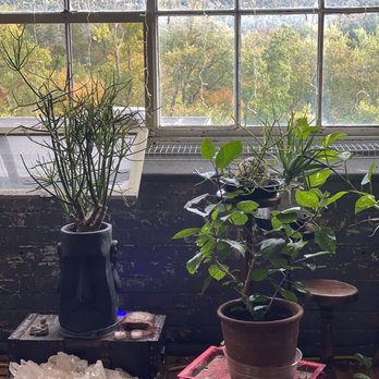 Sacred Roots Healing - We love our plants at Sacred Roots Healing!! Our space is filled light and flourishing plant life. - Massage Near Me - Easthampton, Massachusetts Sacred Roots Healing - We love our plants at Sacred Roots Healing!! Our space is filled light and flourishing plant life. - Massage Near Me - Easthampton, Massachusetts