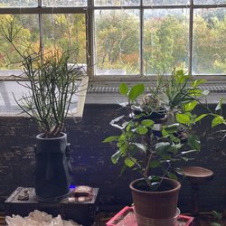 Sacred Roots Healing - We love our plants at Sacred Roots Healing!! Our space is filled light and flourishing plant life.