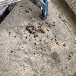 Wasps Wasps