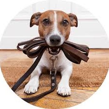 Dog On It Dog Walking Services - Dog Walkers Near Me Dog On It Dog Walking Services - Dog Walkers Near Me