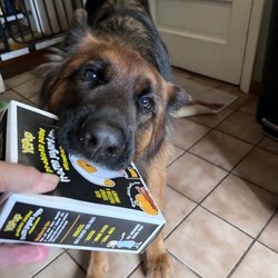 Ringer's Pet Dog Training - Arlo WANTING the bacon/pumpkin Fro Yo from RINGERS