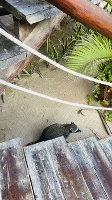 Villas HM Palapas del Mar by null