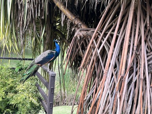 Hacienda Muñoz by null
