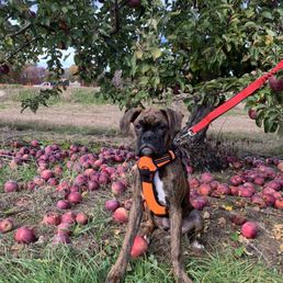 Vienna's first apple picking experience! Vienna's first apple picking experience!