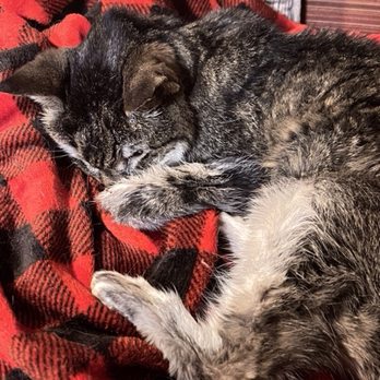 Vet in the house - Hannah, finally at peace. Thank you, Dr. Lisa. - Pet Hospice Near Me Vet in the house - Hannah, finally at peace. Thank you, Dr. Lisa. - Pet Hospice Near Me