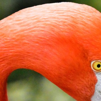 Sylvan Heights Bird Park - Parks Near Me - Scotland Neck, North Carolina Sylvan Heights Bird Park - Parks Near Me - Scotland Neck, North Carolina