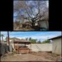 Photo of Empire Tree Service