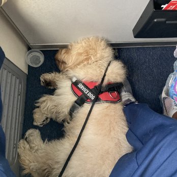 Starr Dog Behavior - Gilly taking a nap on the airplane. - Pet Training Near Me - Dallas, Texas Starr Dog Behavior - Gilly taking a nap on the airplane. - Pet Training Near Me - Dallas, Texas
