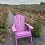 Photo of Lavender by the bay - Calverton