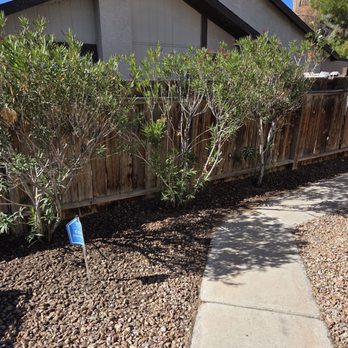 Diamond Tree Service - Walk way towards the front door. - Tree Services Near Me