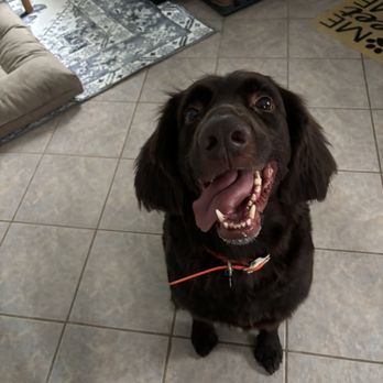 Mobile Pet Shine - Happy dog! - Pet Groomers Near Me - Englewood, Colorado Mobile Pet Shine - Happy dog! - Pet Groomers Near Me - Englewood, Colorado