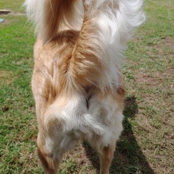 Angelic Pet Services - Pet Groomers Near Me - Burleson, Texas Angelic Pet Services - Pet Groomers Near Me - Burleson, Texas